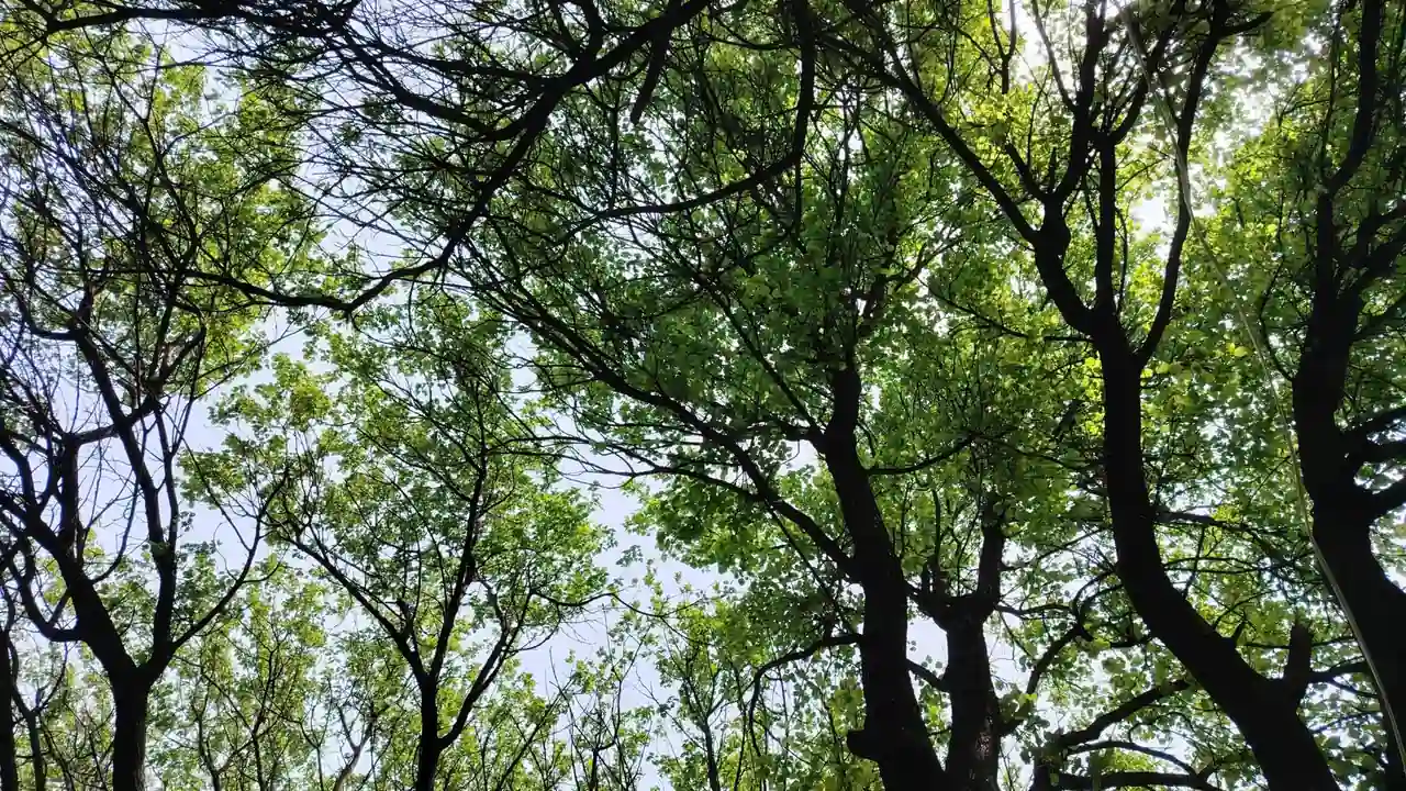 米娜推荐配图